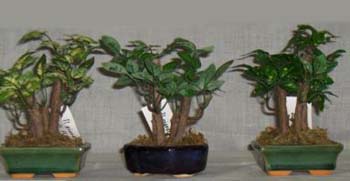 12_bonsai_non_naturali