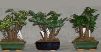 12_bonsai_non_naturali